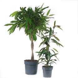 Ficus sabre